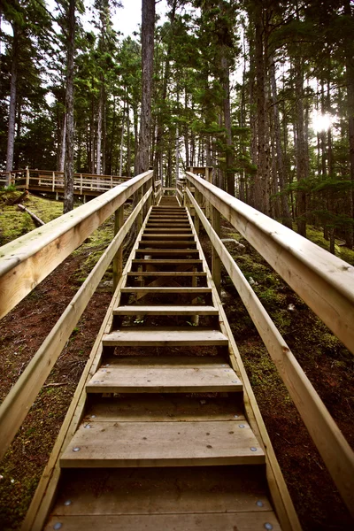 在 kitsumkalum 省立公园的木楼梯 — 图库照片