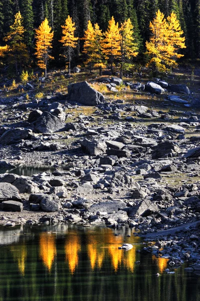 Water reflection of autumn trees along rocky shore — Stock Photo, Image