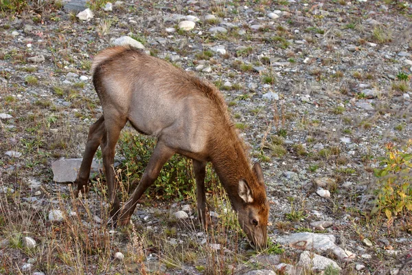 年轻的麋鹿在路边吃草沟在艾伯塔省 — 图库照片