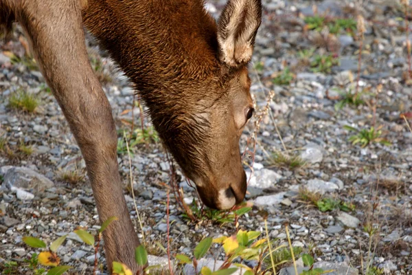 Genç Elk Yol Kenarı Otlatma Alberta Hendek — Stok fotoğraf