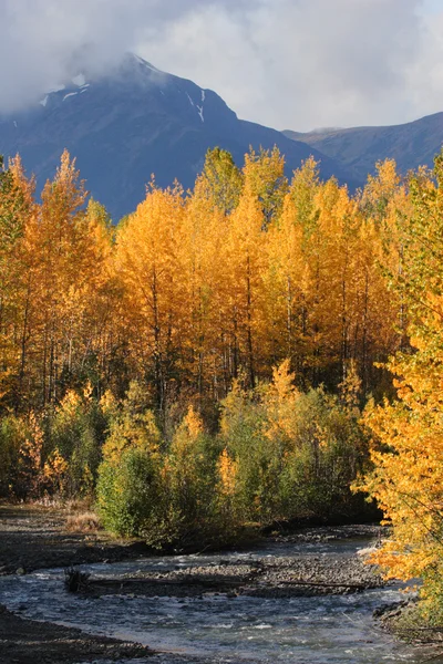 Осенние Цветные Аспены Вдоль Ручья Британской Колумбии — стоковое фото