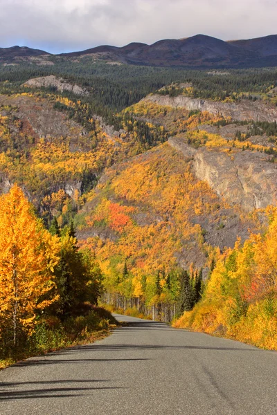 Aspens de couleur automne le long de la route de la Colombie-Britannique — Photo
