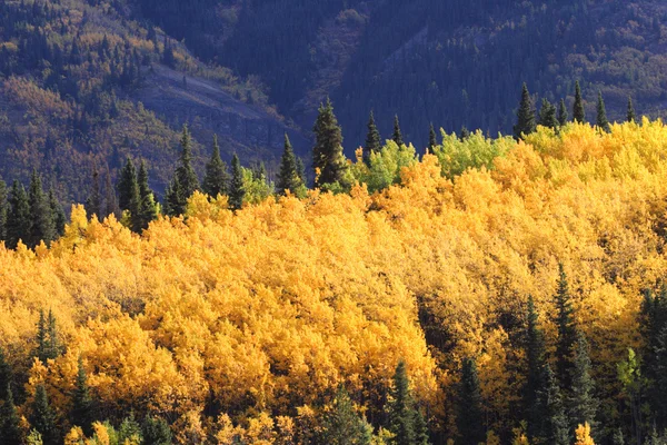 Aspens color autunno tra i pini Lodgepole — Foto Stock