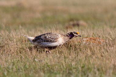 Sharp tailed Grouse at lek finding dominate male clipart