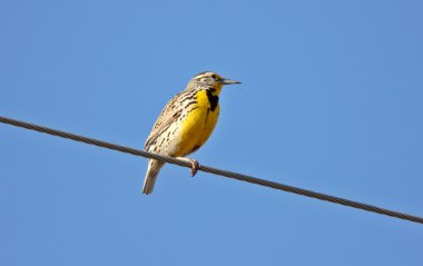 Western Meadowlark perched on overhead wire clipart