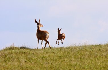 Mule Deer doe and fawn in Saskatchewan clipart