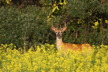 White tailed Deer buck running through canola field clipart