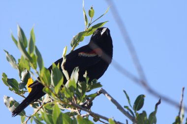 Lark Bunting perched on branch clipart