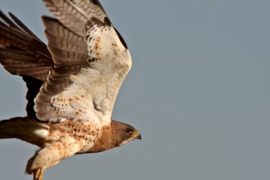 Swainson's Hawk taking flight in Saskatchewan clipart