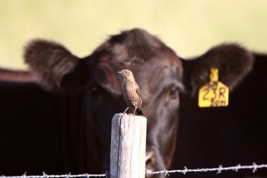 Songbird on fence post with cow in background clipart