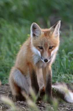 Red Fox pup outside its den clipart