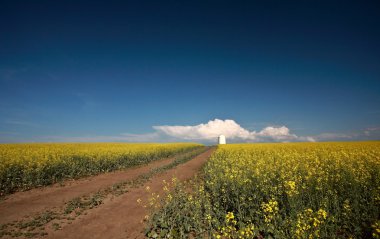 Saskatchewan country road between fields of canola clipart