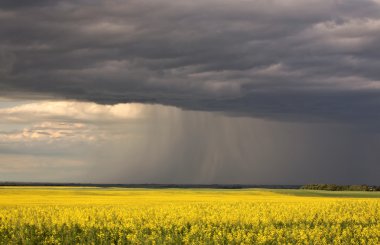 yağmur açık Saskatchewan kanola kırpma yaklaşıyor