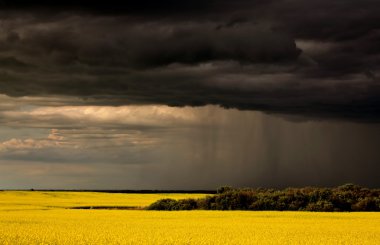 yağmur açık Saskatchewan kanola kırpma yaklaşıyor