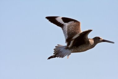 Willet saskatchewan içinde uçuş