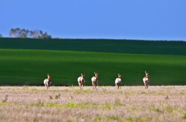 saskatchewan alanındaki pronghorn antilop sürüsü