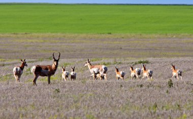 saskatchewan alanındaki pronghorn antilop sürüsü