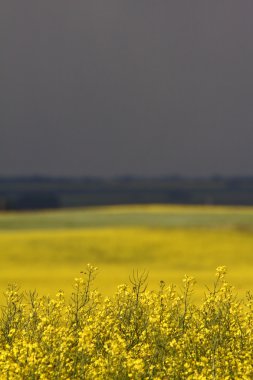 Kanola kırpma saskatchewan içinde