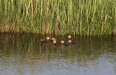 Ducklings swimming in roadside pond clipart