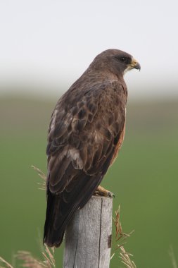 Swainson's Hawk perched on fence post clipart