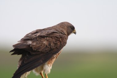 Swainson's Hawk çit sonrası üzerinde tünemiş