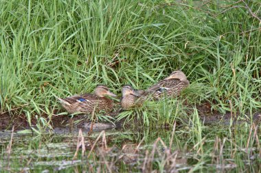 Blue Winged Teal Ducks clipart