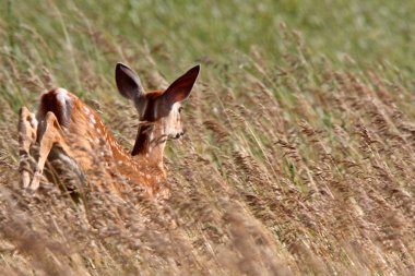 White tailed Deer fawn in tall grass clipart