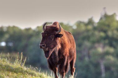 Buffalo on side of hill clipart