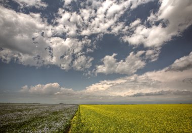 saskatchewan kanola ve keten alanlarında