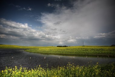 Saskatchewan çukur çevreleyen kanola bitkileri