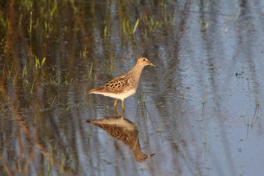 Upland Sandpiper standing in roadside pond clipart