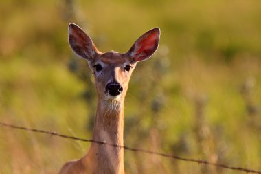 Close up of White tailed Deer doe clipart