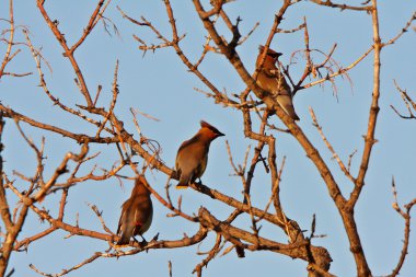 Sedir waxwings ağacında