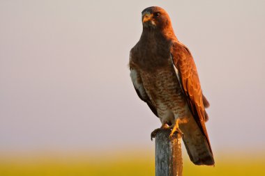 Swainson's Hawk perched on fence post clipart