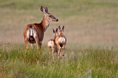 katır geyiği doe saskatchewan içinde fawns ile