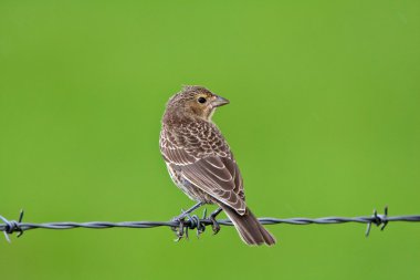 Song sparrow tel Strand