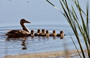 Hen and ducklings swimming in roadside pond clipart