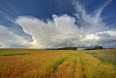 doğal saskatchewan kırsal