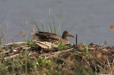 Northern Shoveler hen on nest clipart