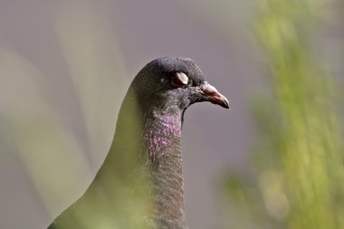 Güvercin saskatchewan Köprüsünün altında gizleme