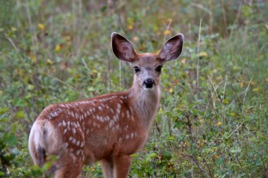 Mule Deer fawn in Saskatchewan field clipart