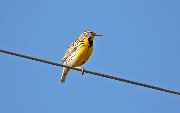 Western Meadowlark Perched Overhead Wire — Stock Photo, Image