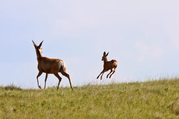 Mule Deer Doe Och Fawn Saskatchewan — Stockfoto