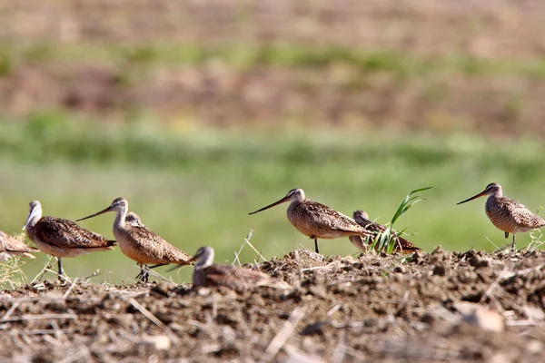 Marbled Godwits at nesting site — Stock Photo, Image