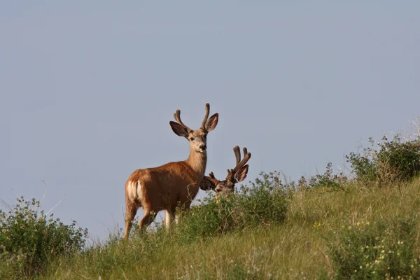 サスカチュワン州のラバ、鹿の木びき台 — ストック写真