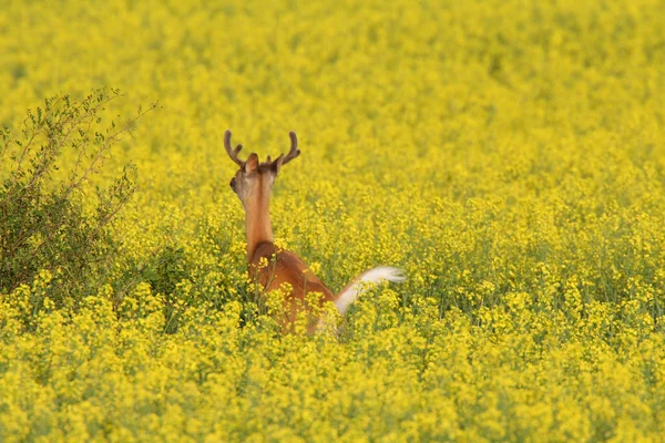 White Tailed Deer Buck Running Canola Field — Stock Photo, Image