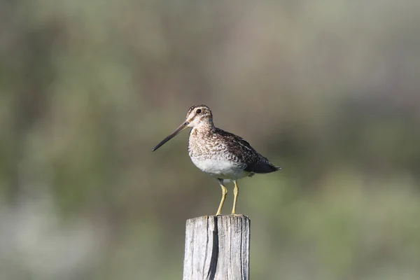 Common Snipe on fence post — Stock Photo, Image