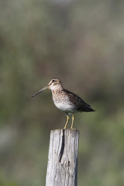 Common Snipe Fence Post — Stock Photo, Image