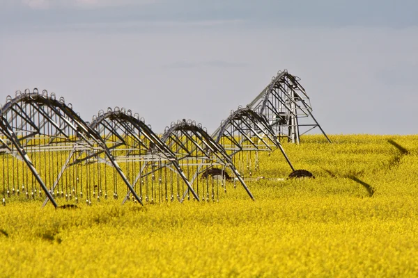 Water Spinklers Canola Field — Stock Photo, Image