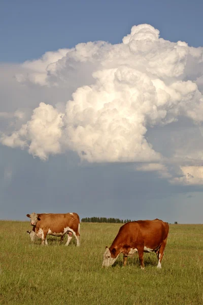 Storm clouds behind a Saskatchewan calf — Stock Photo, Image